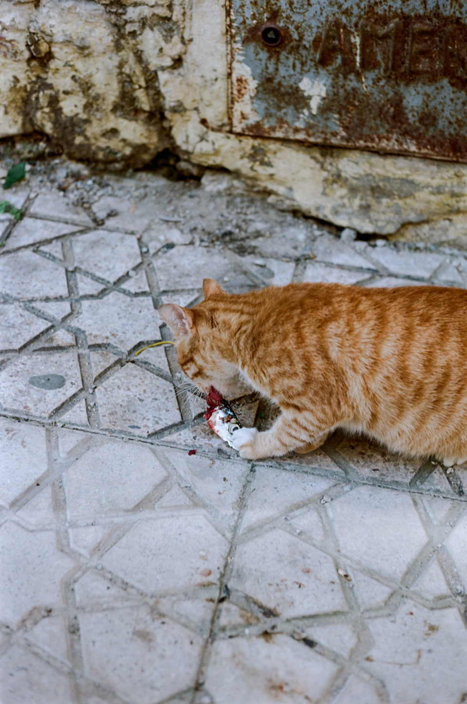 chat-sardine